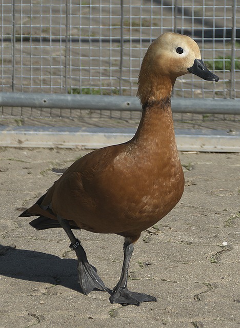 因果