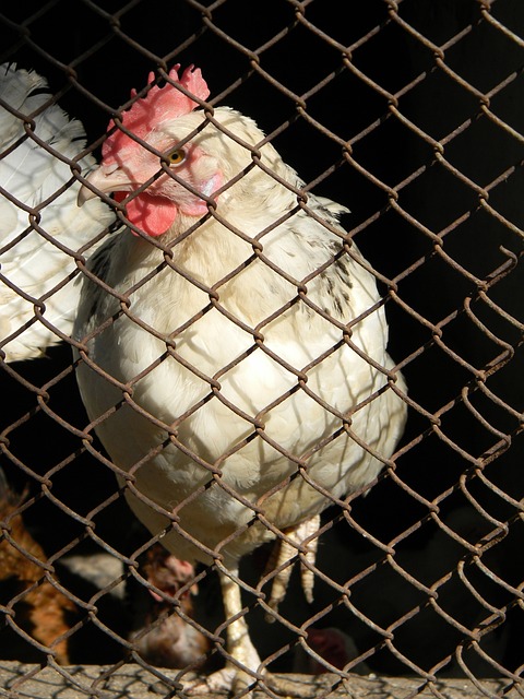 亮黄色外套 亮黄色外套